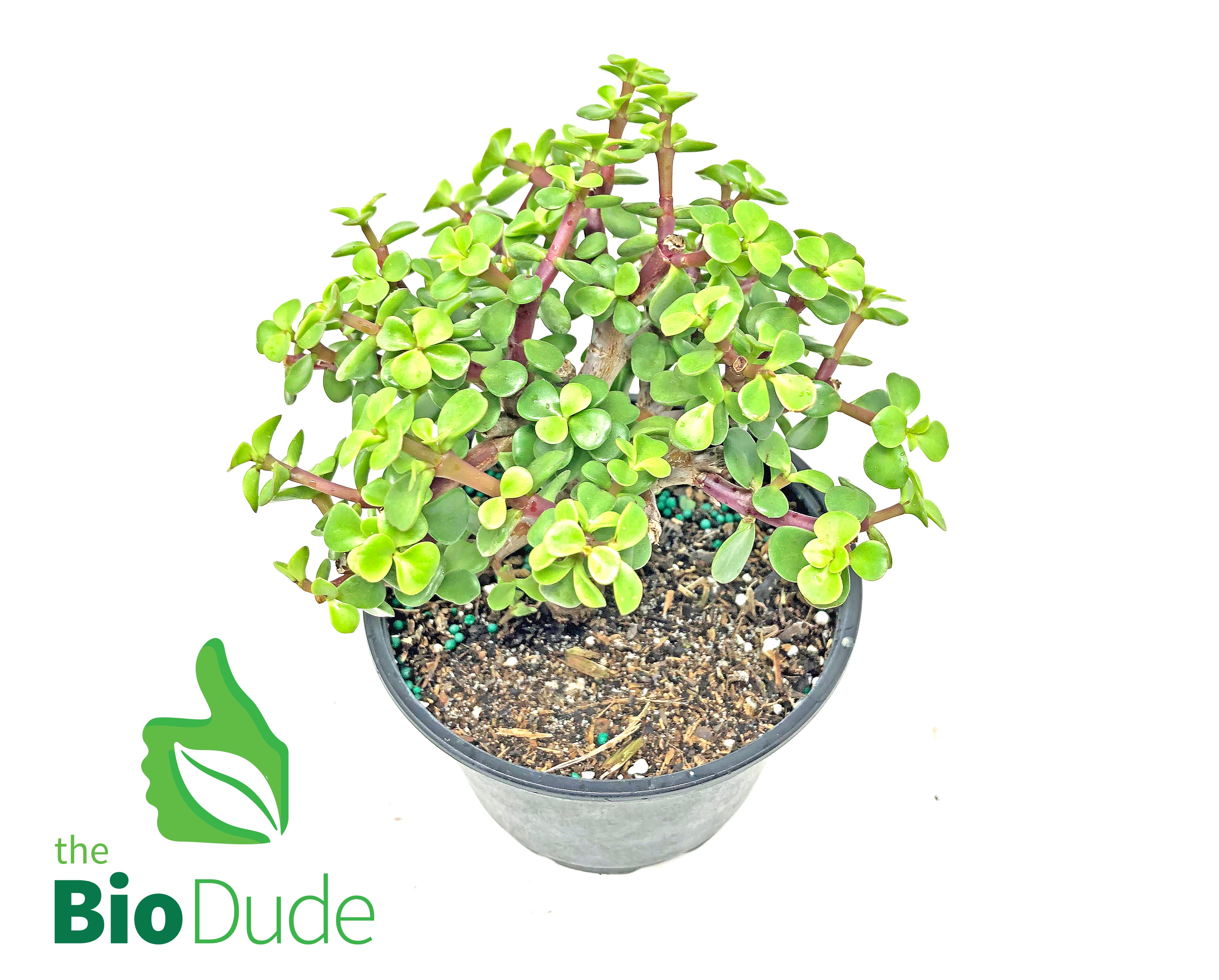 elephant grass succulent 6" Pot Elephant Feed – The Bio Dude