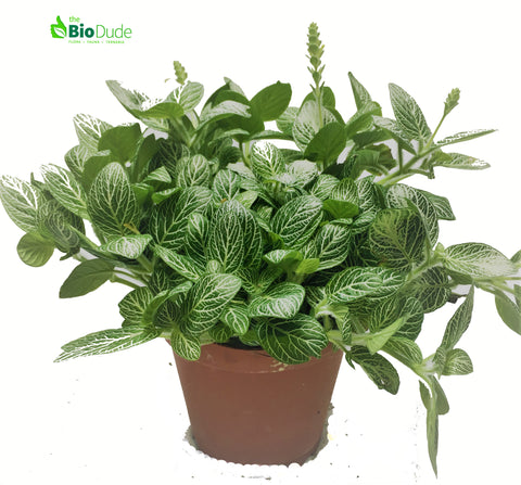 4" Pot Fittonia White