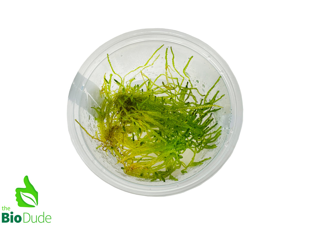 Flame Moss Tissue Culture