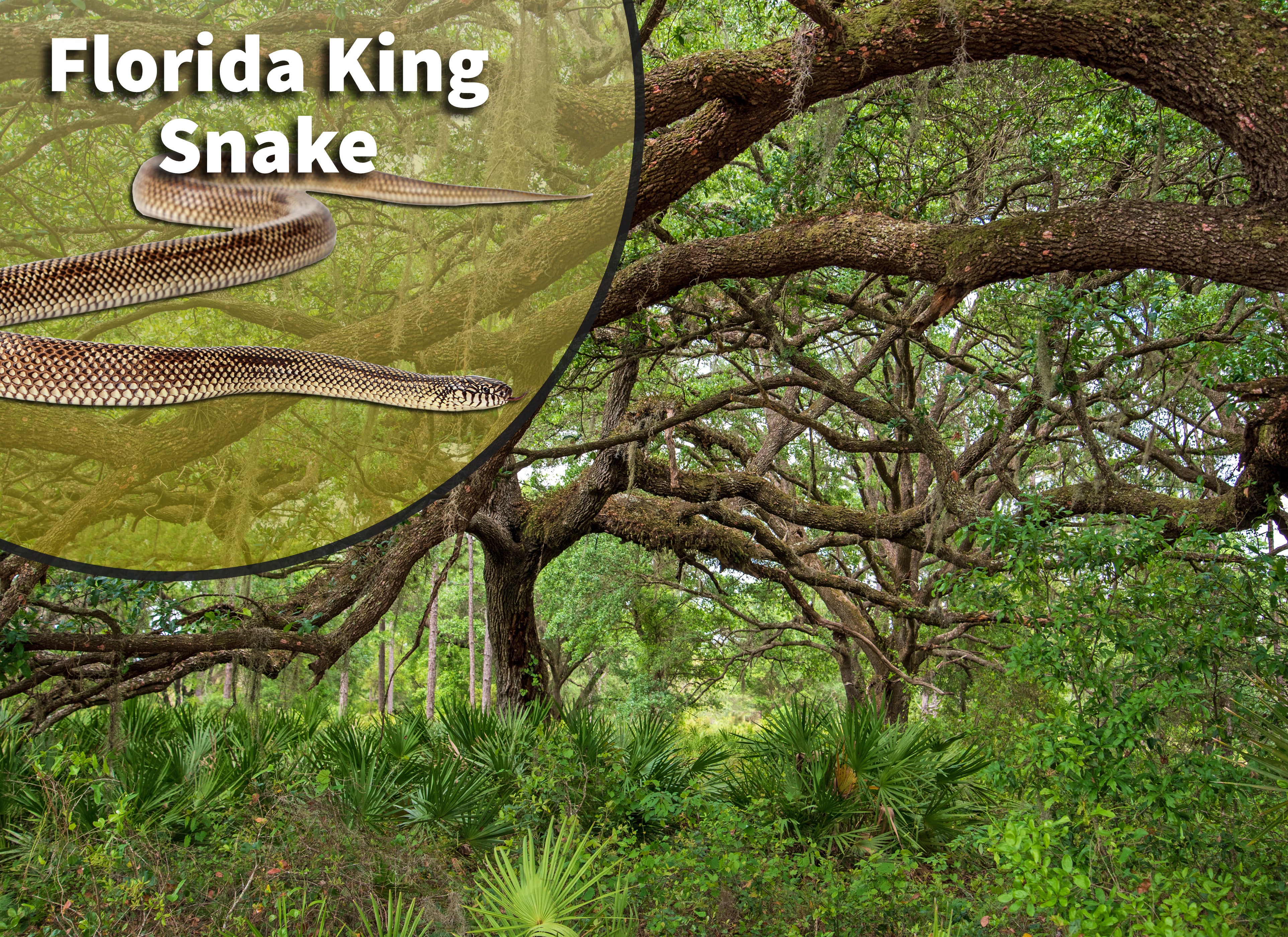 Florida King Snake (Lampropeltis getula floridana) Bioactive