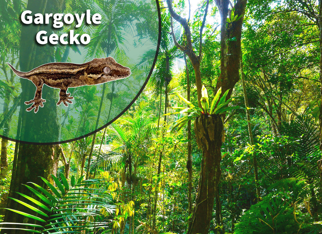 Gargoyle Gecko Bioactive Habitat Terrarium Kit