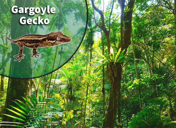 Gargoyle Gecko (Rhacodactylus auriculatus) Bioactive Vivarium Kit