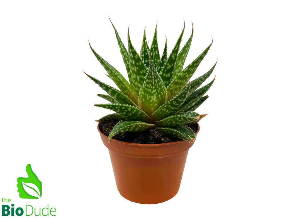 3" Pot Gasteria Rough Light Pink