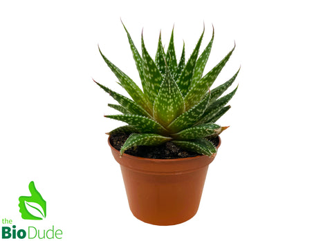 3" Pot Gasteria Rough Light Pink