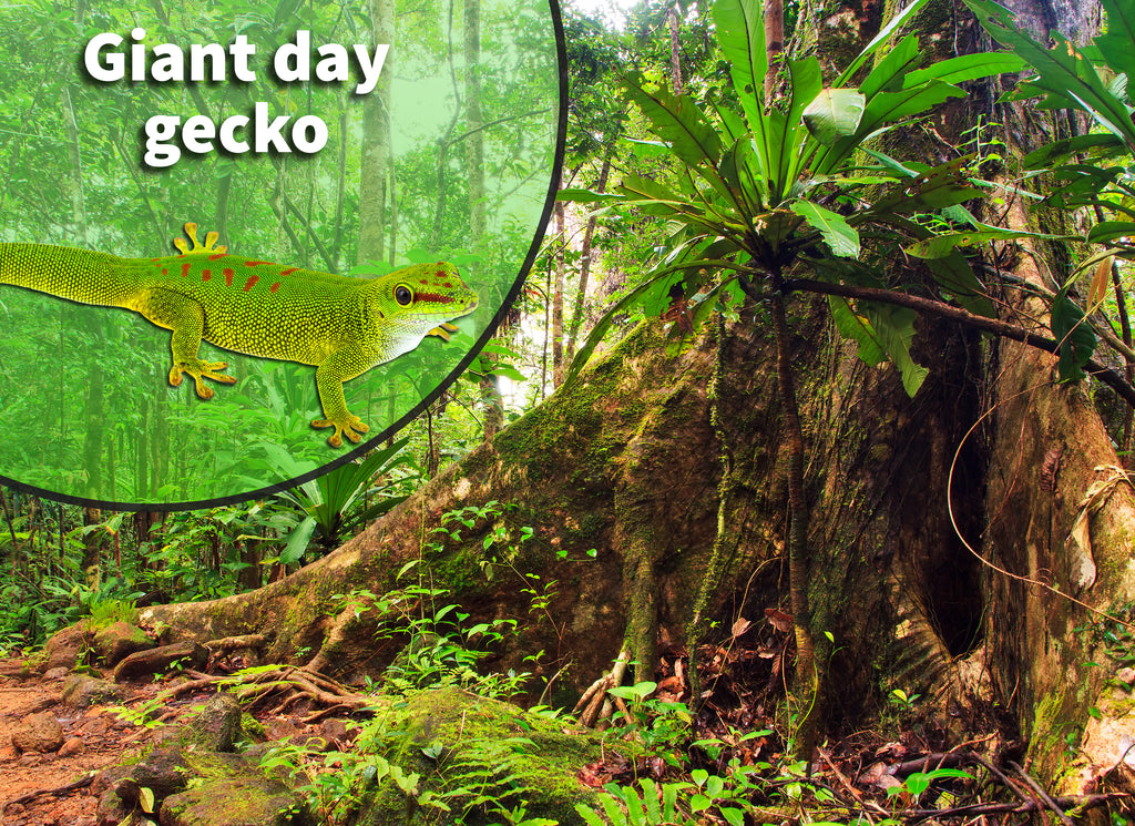 Giant Day Gecko Bioactive Habitat Terrarium Kit