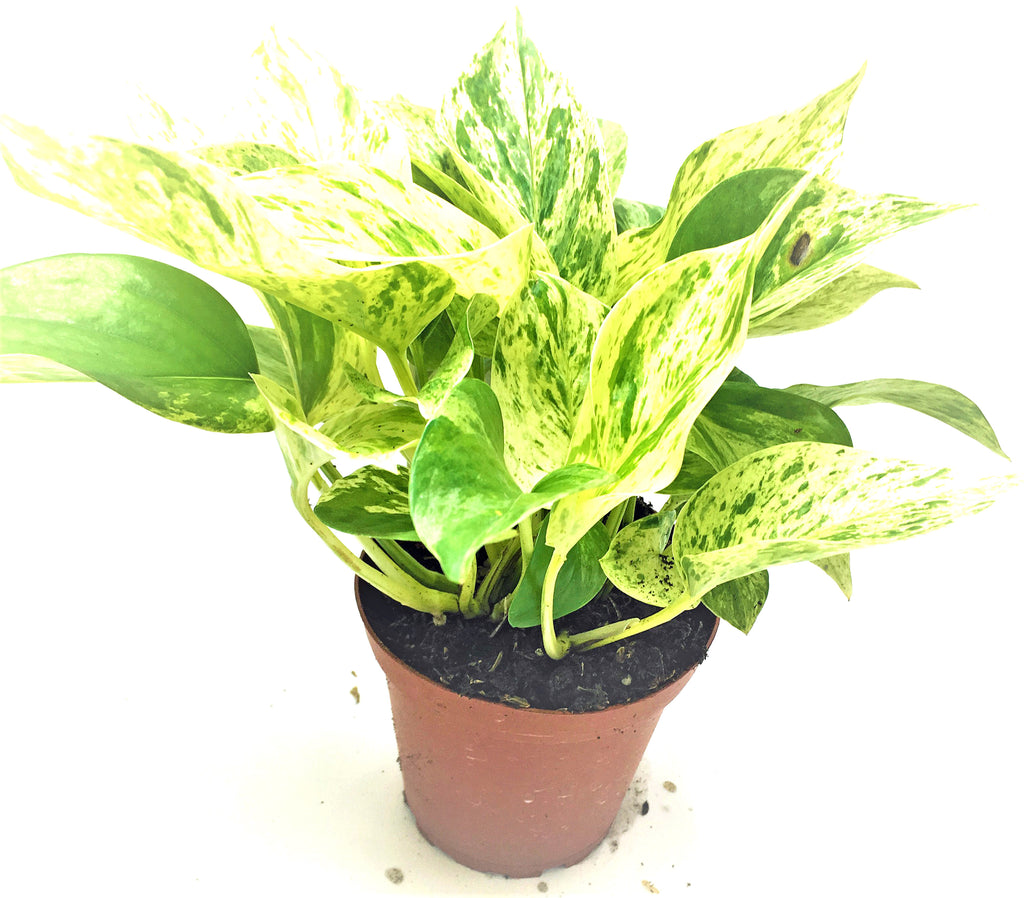 4" Pot Marble Queen Pothos