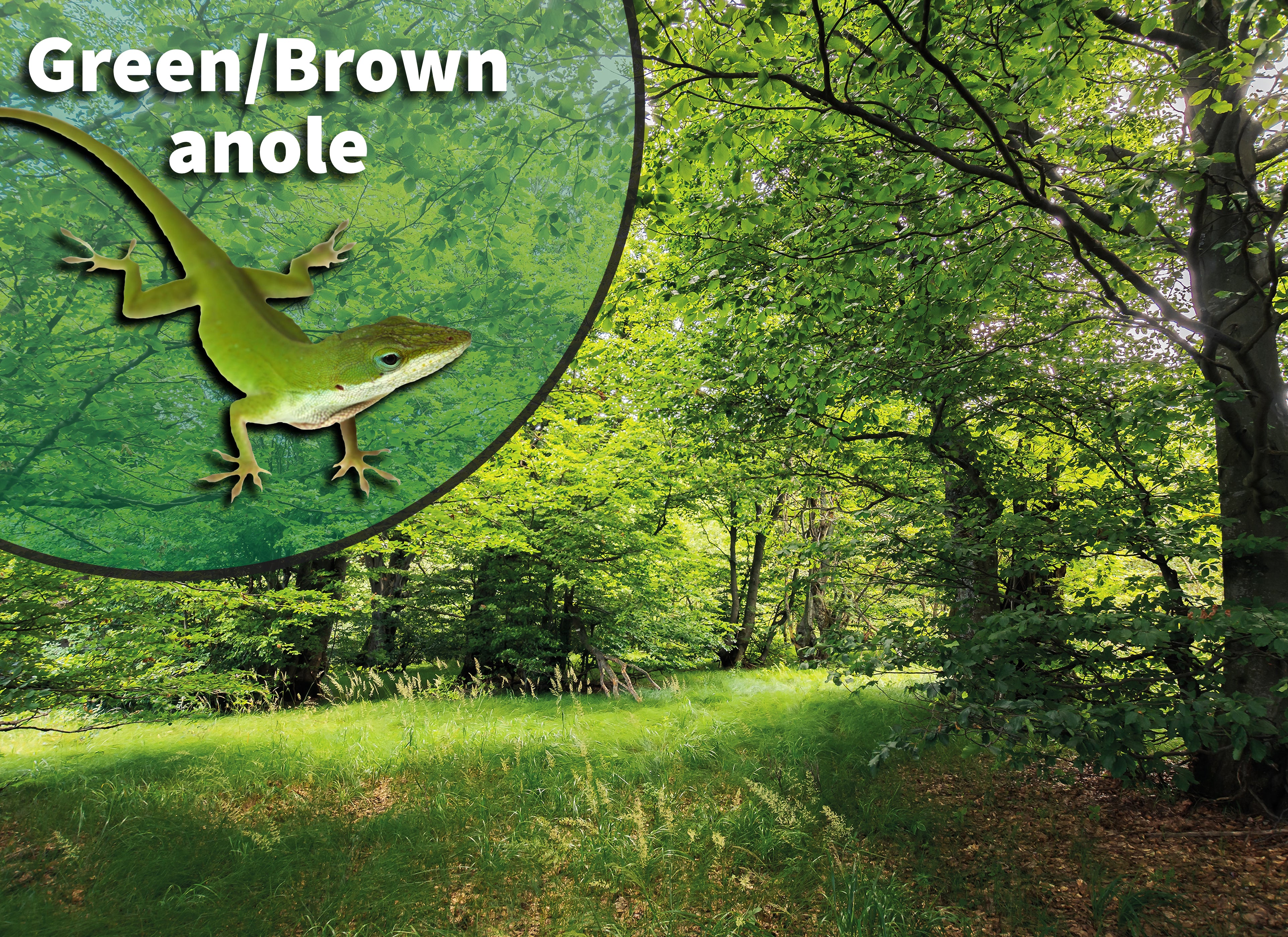plants for anole terrarium Green & Brown Anole (Anolis carolinensis & sagrei) Bioactive Vivarium Kit