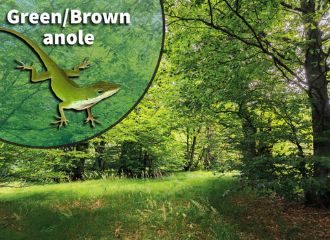 Green/Brown Anole Bioactive Habitat Terrarium  Kit