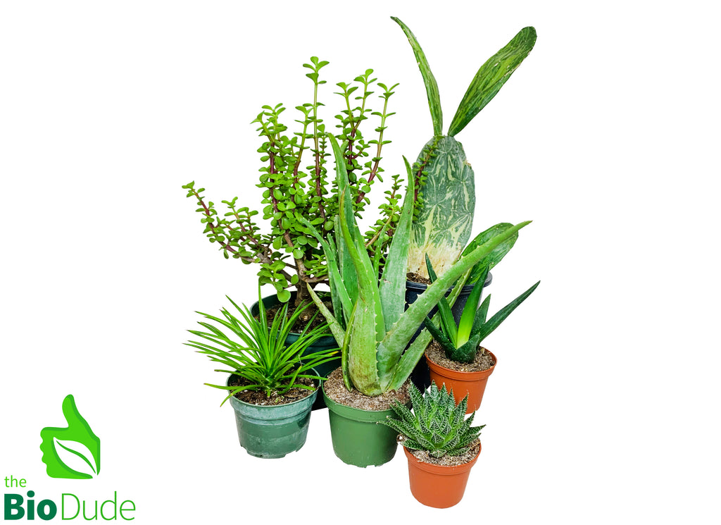 Herbivore Plant Pack