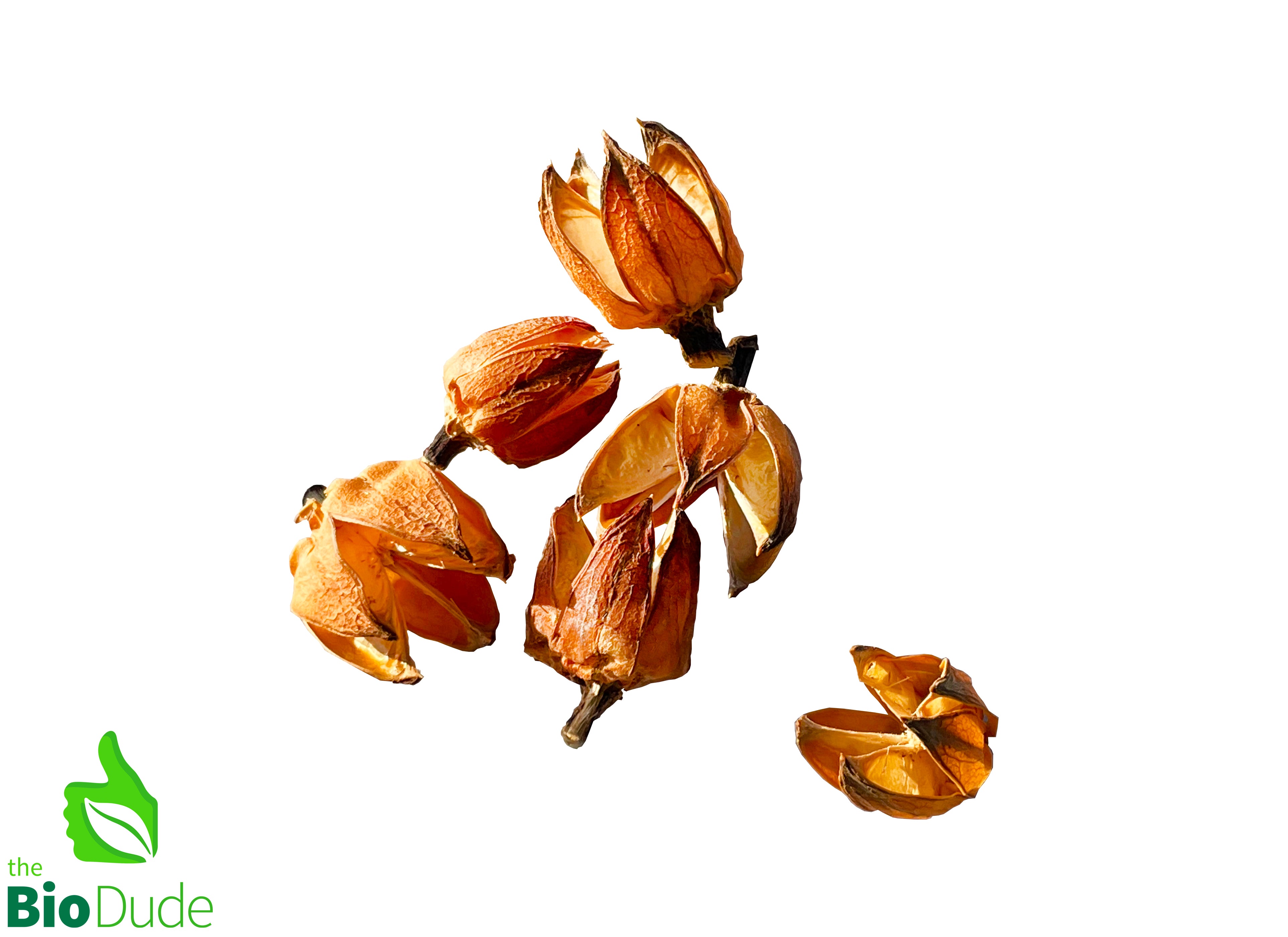 hibiscus plant seed pods Hibiscus Pod 6 pack