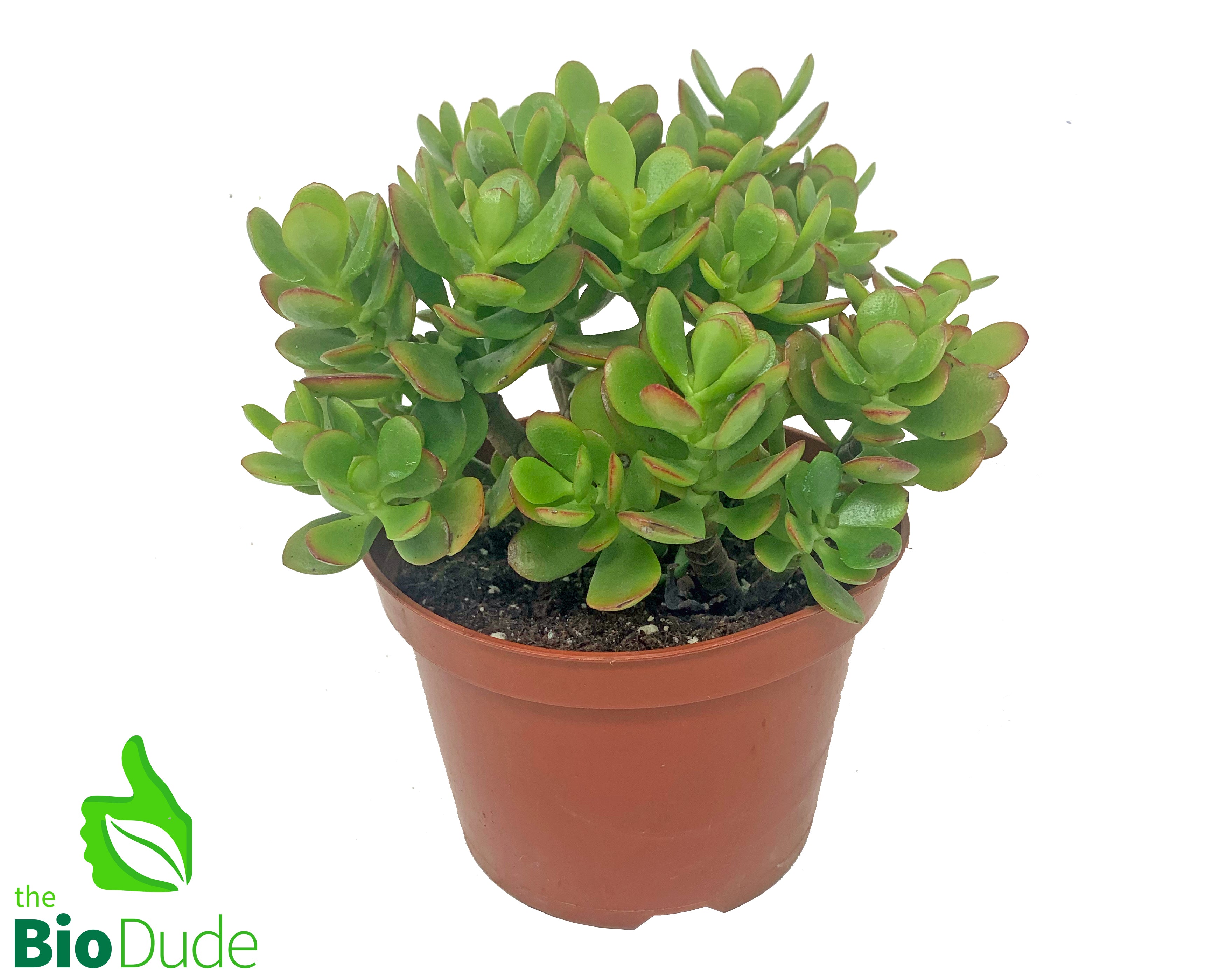 is crassula and jade plant same 6" Pot Crassula Jade Plant