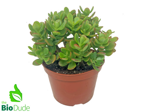 6" Pot Crassula Jade Plant