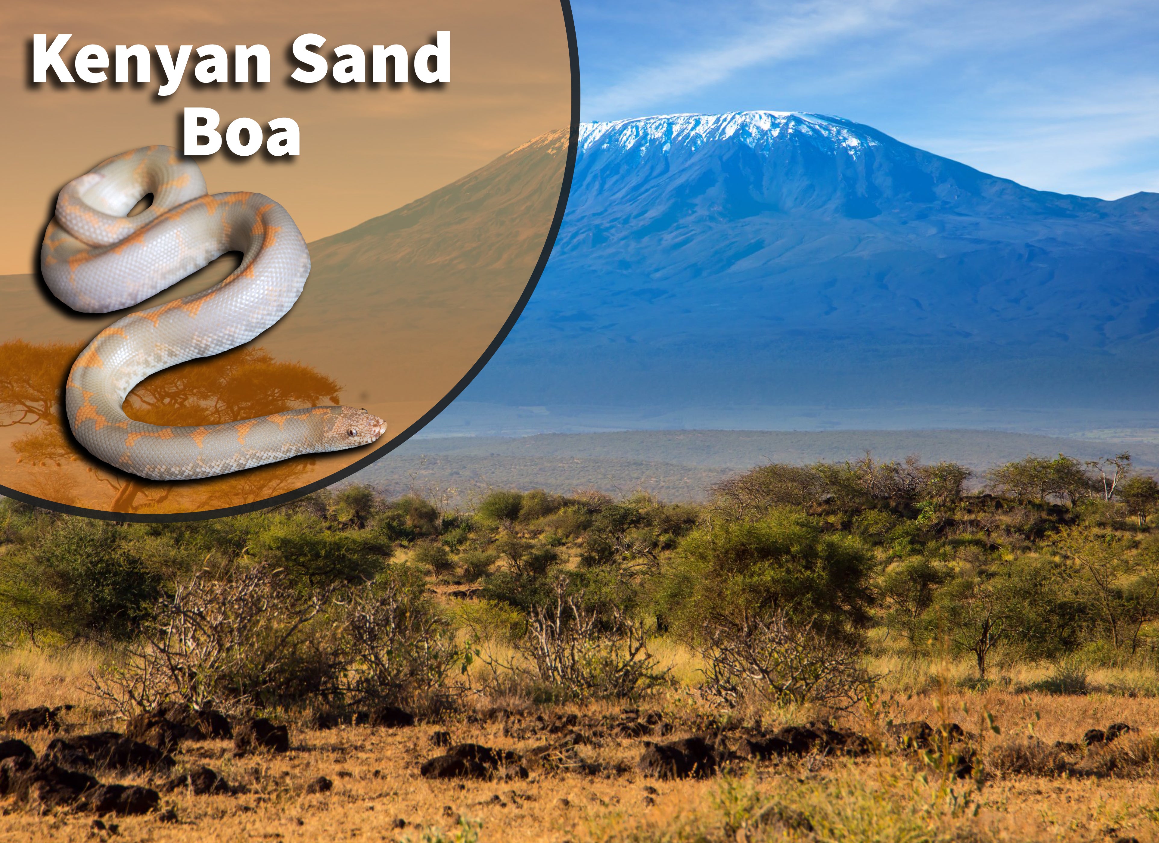 Kenyan Sand Boa Care and Bioactive Maintenance – The Bio Dude