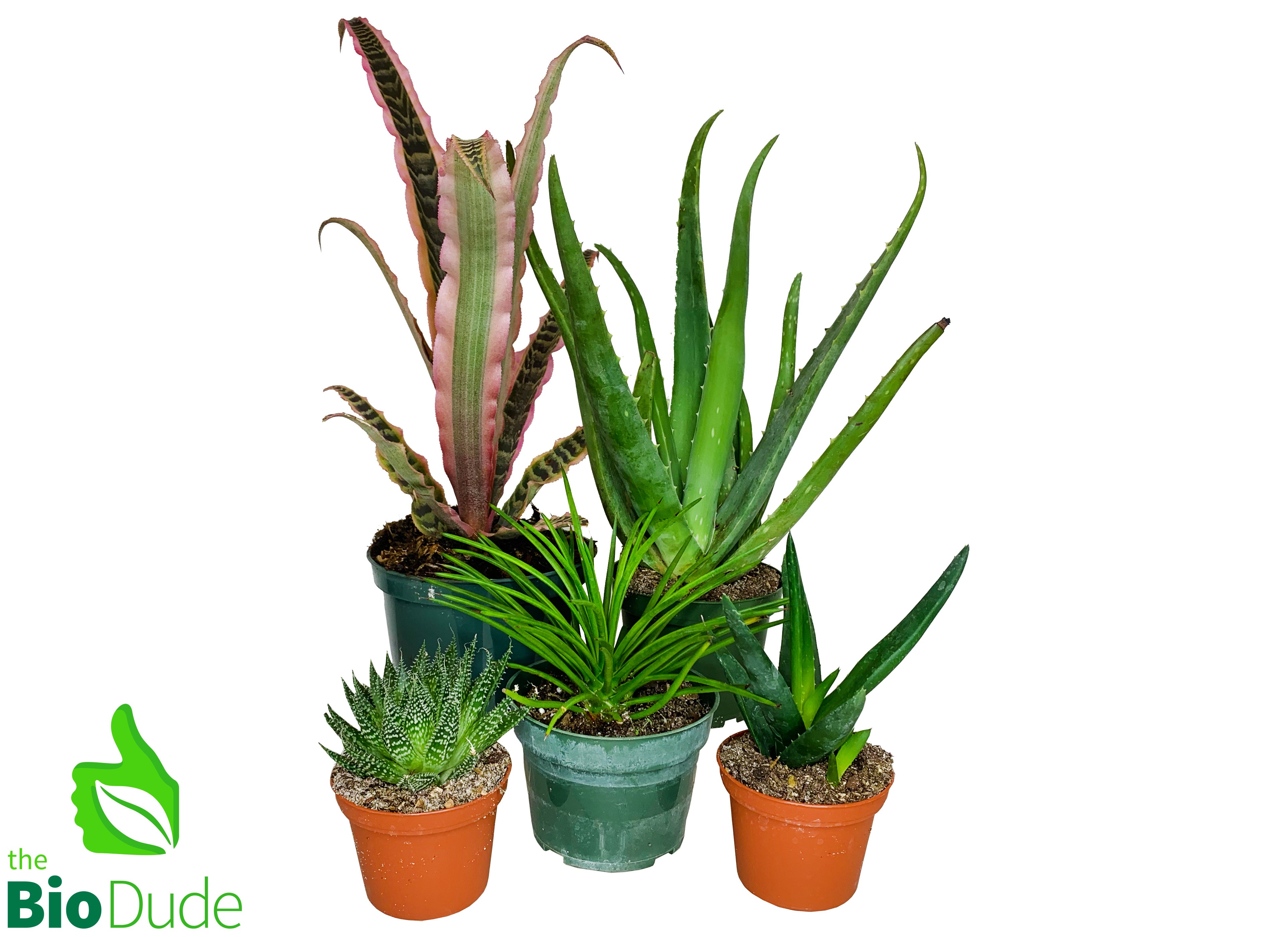 Leopard Gecko Plant Pack V2 – The Bio Dude