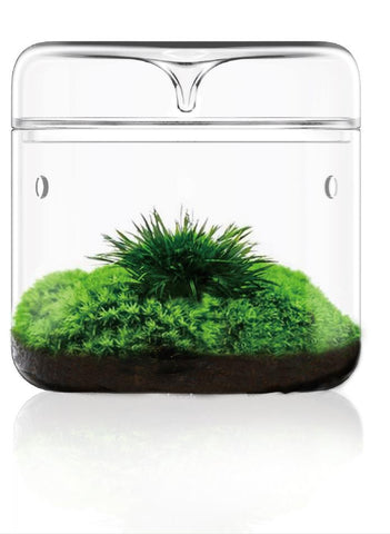 Sanctuary S Rainforest Terrarium - Moss