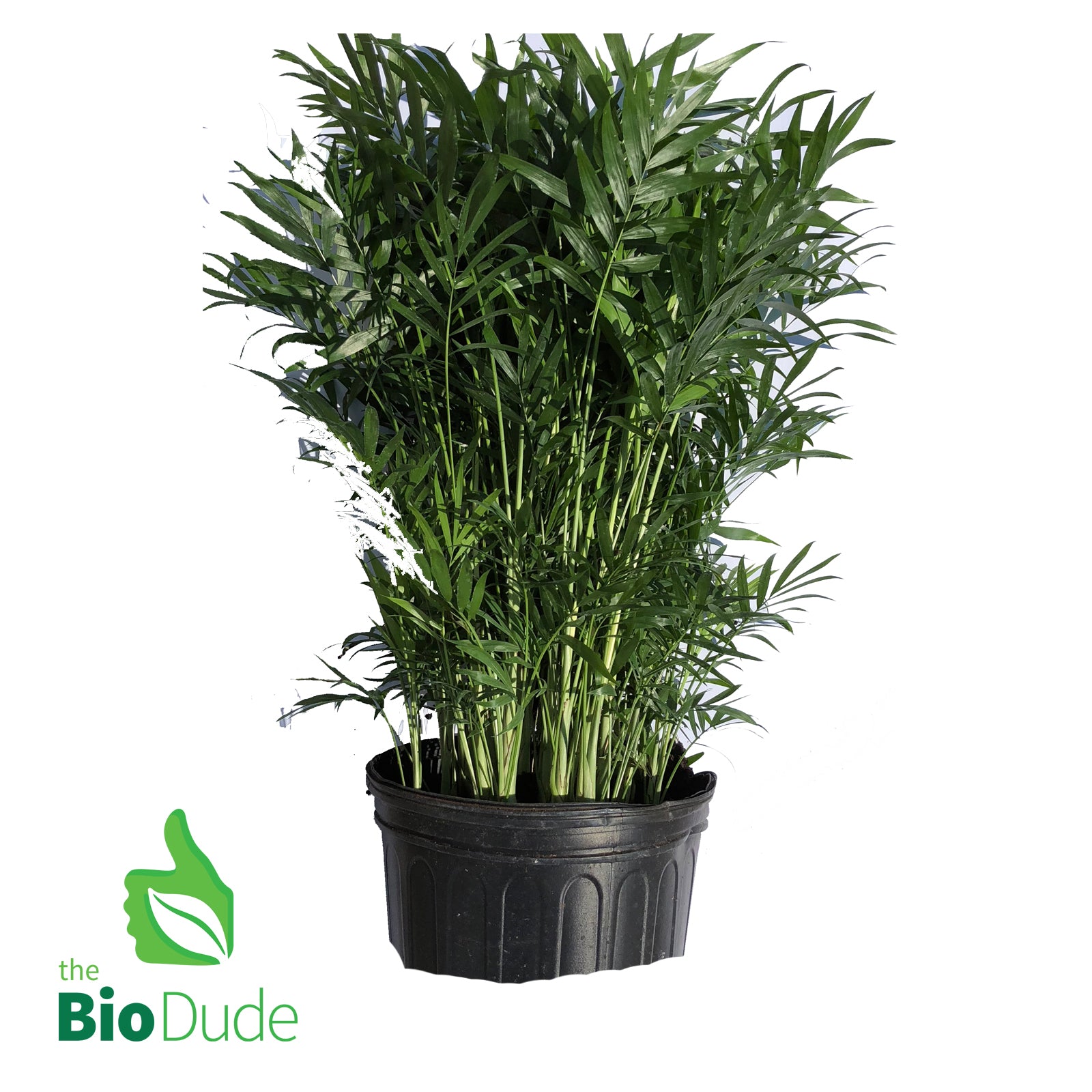 nb palm plant 8" Pot Neanthe Bella Palm