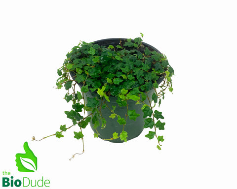 4" Pot Oak Leaf Creeping Fig TINY OAK LEAVES