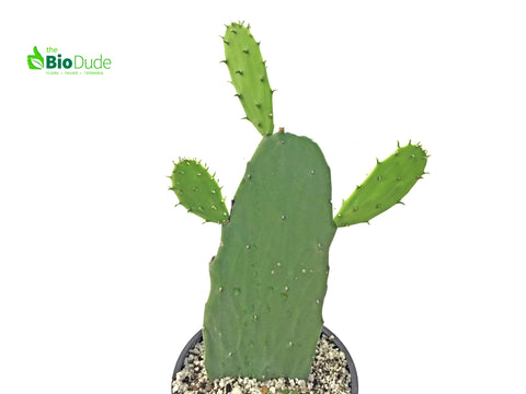 6" Pot Opuntia Cactus Prickly Pear