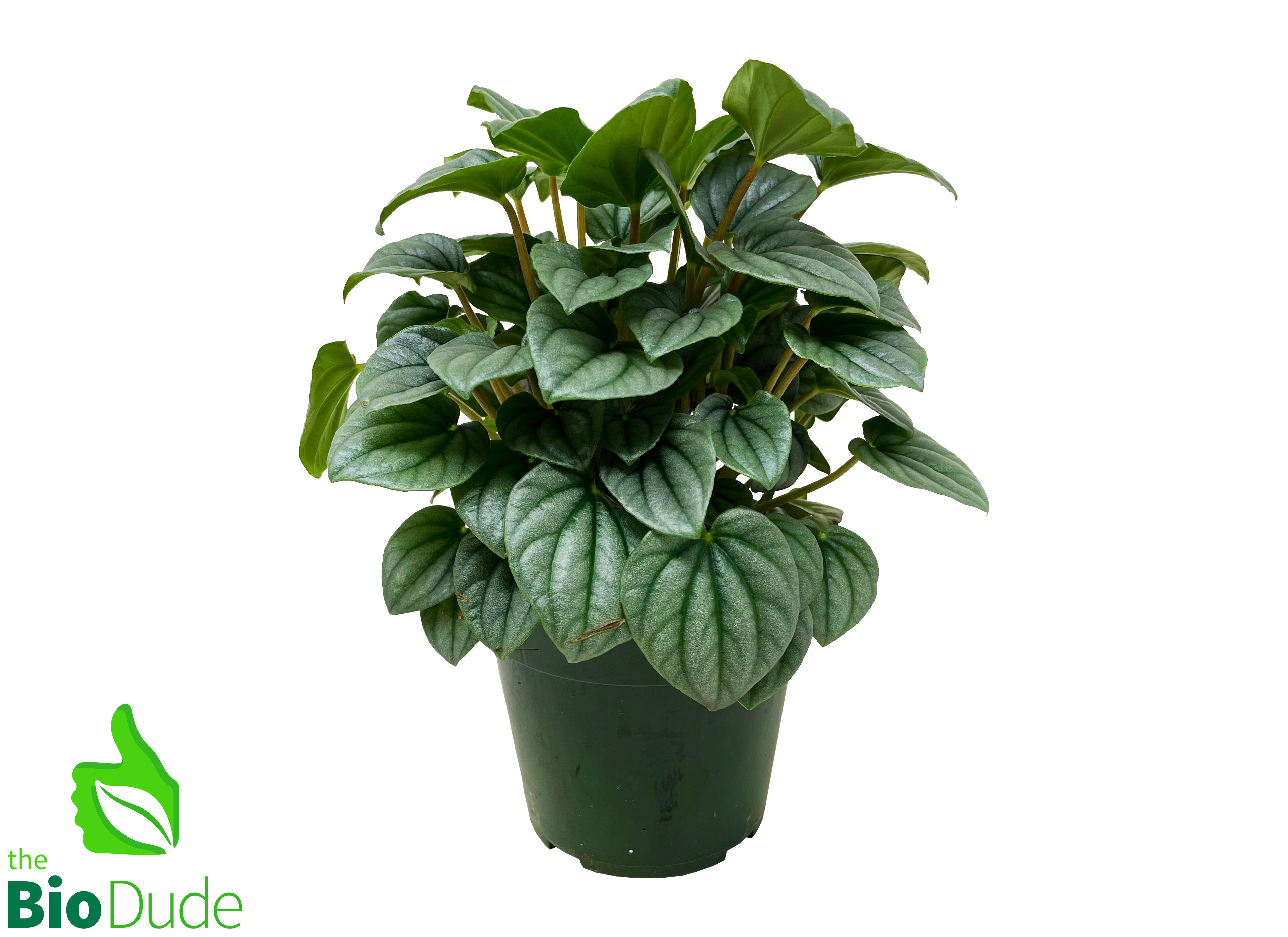 pot plants and frost 4" Pot Peperomia Frost – The Bio Dude