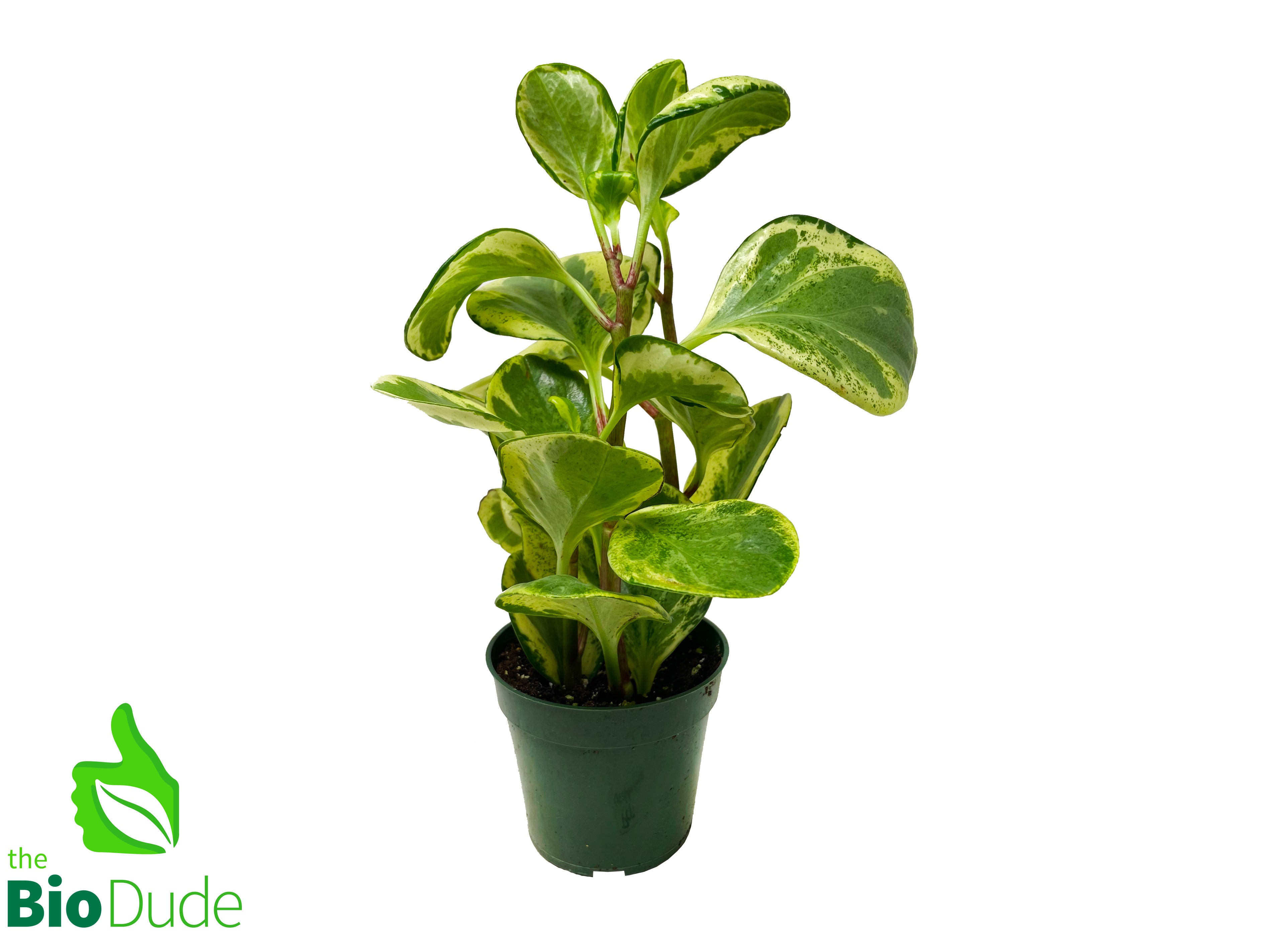 golden rubber tree 4" Pot Peperomia Golden Gate