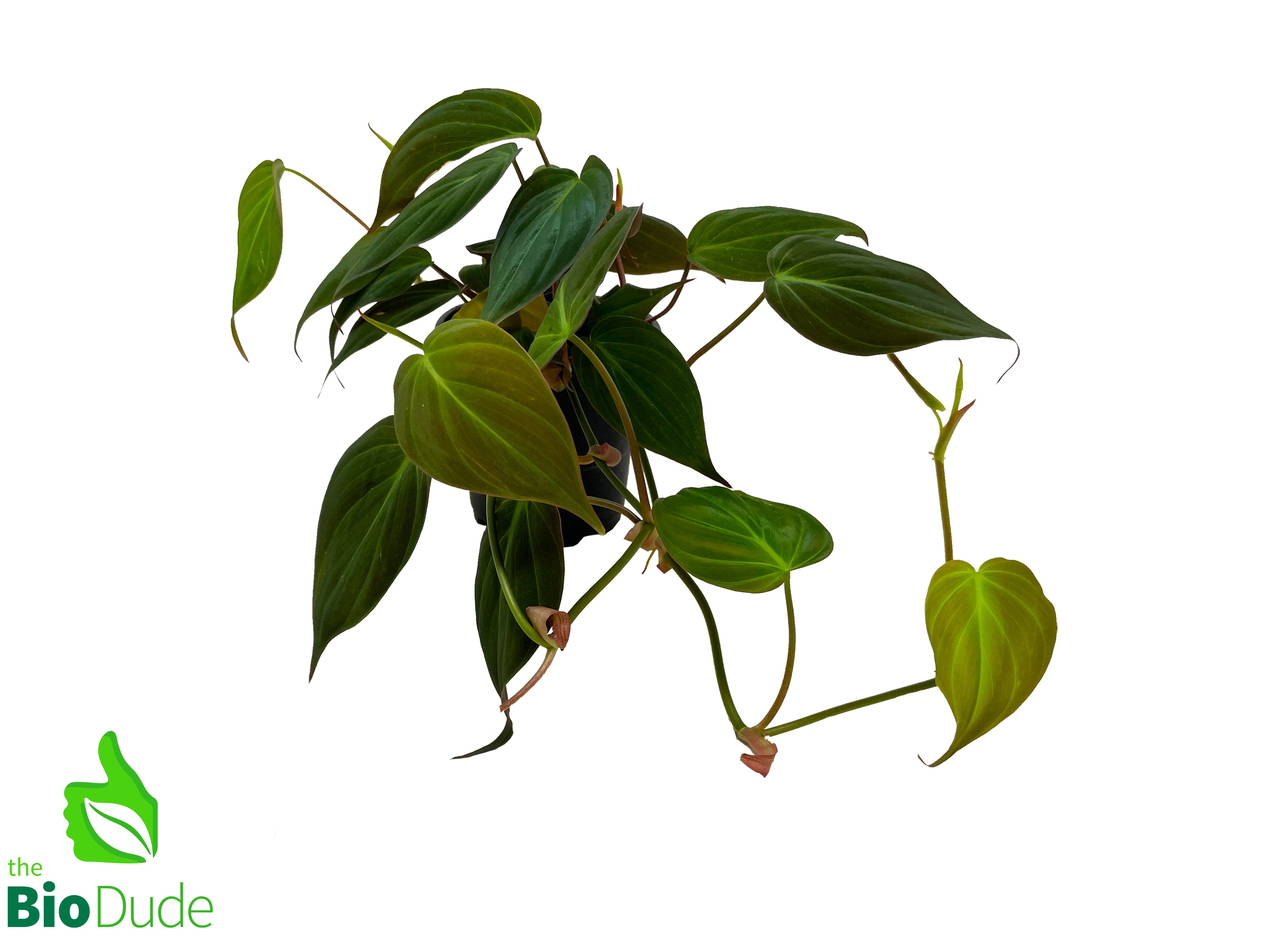 philodendron hederaceum micans velvet leaf 4" Pot Philodendron Micans