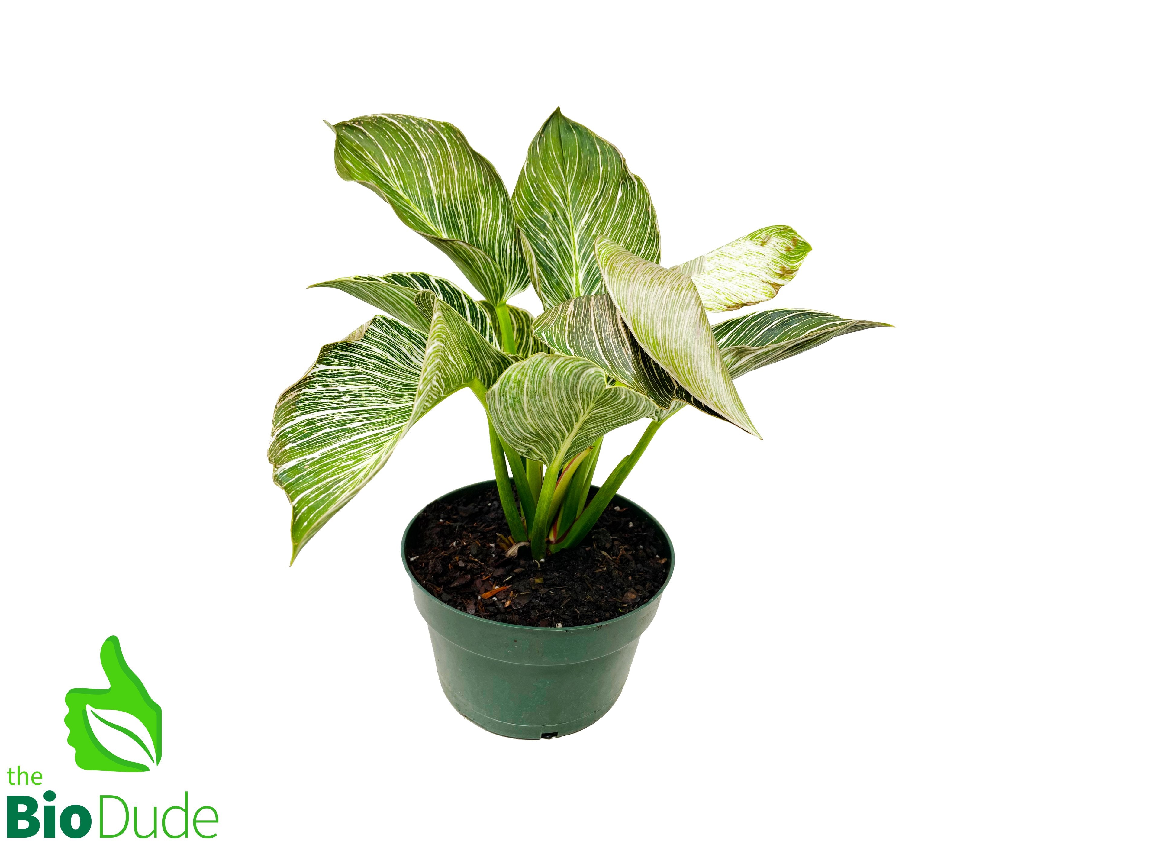 mature birkin philodendron 4" Pot Philodendron Birkin – The Bio Dude