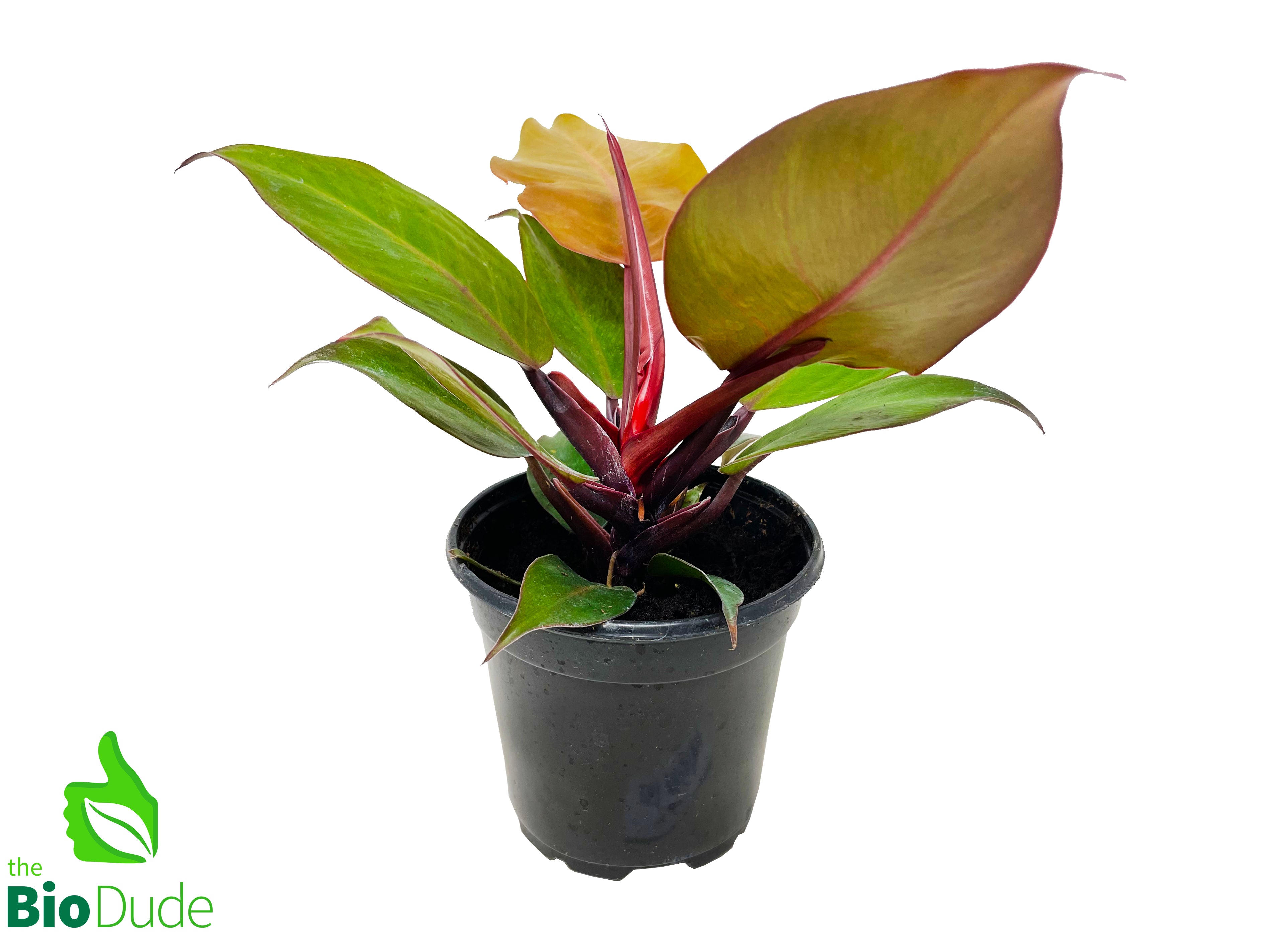 philodendron mccolley's finale hybrid 4" Pot Philodendron McColley – The Bio Dude