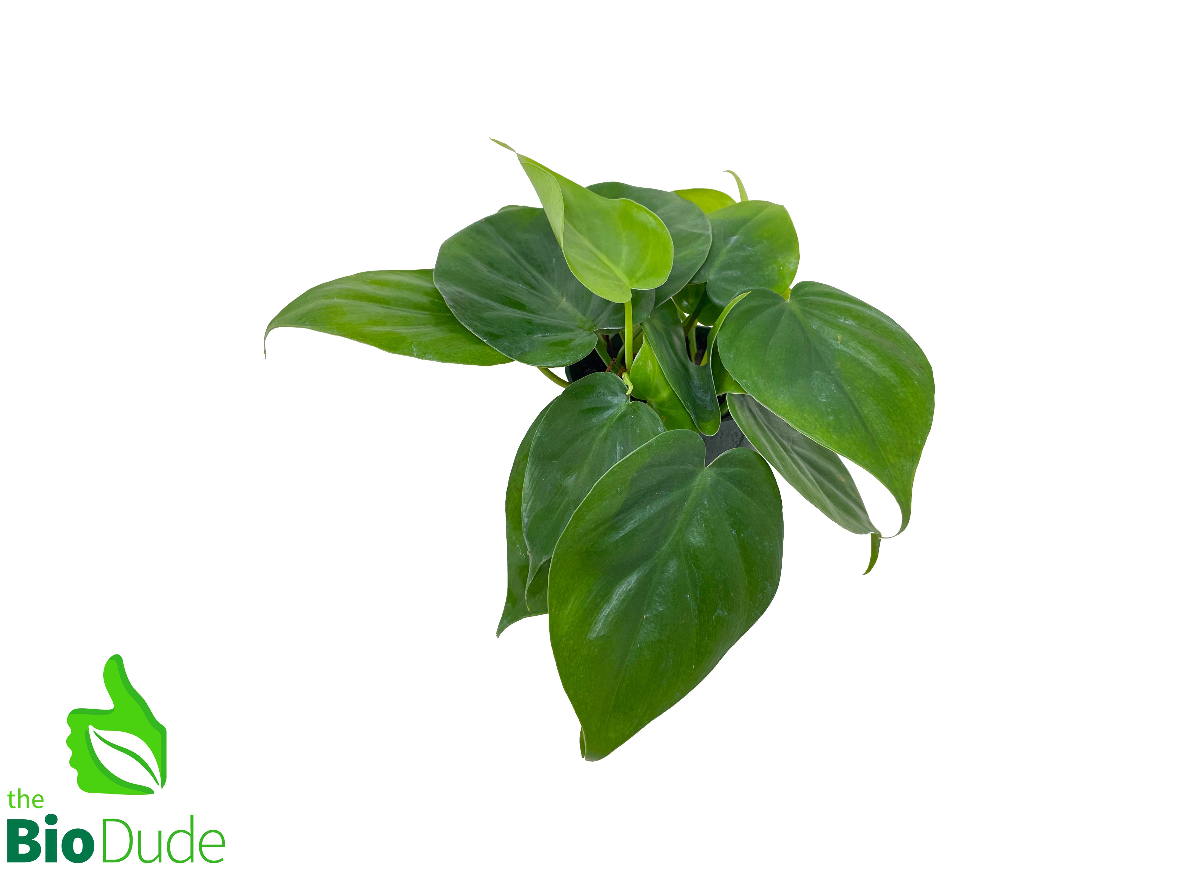 heart shaped leaf philodendron Philodendron