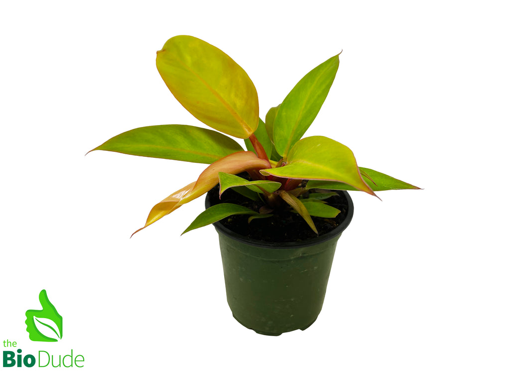 4" Pot Philodendron Prince of Orange