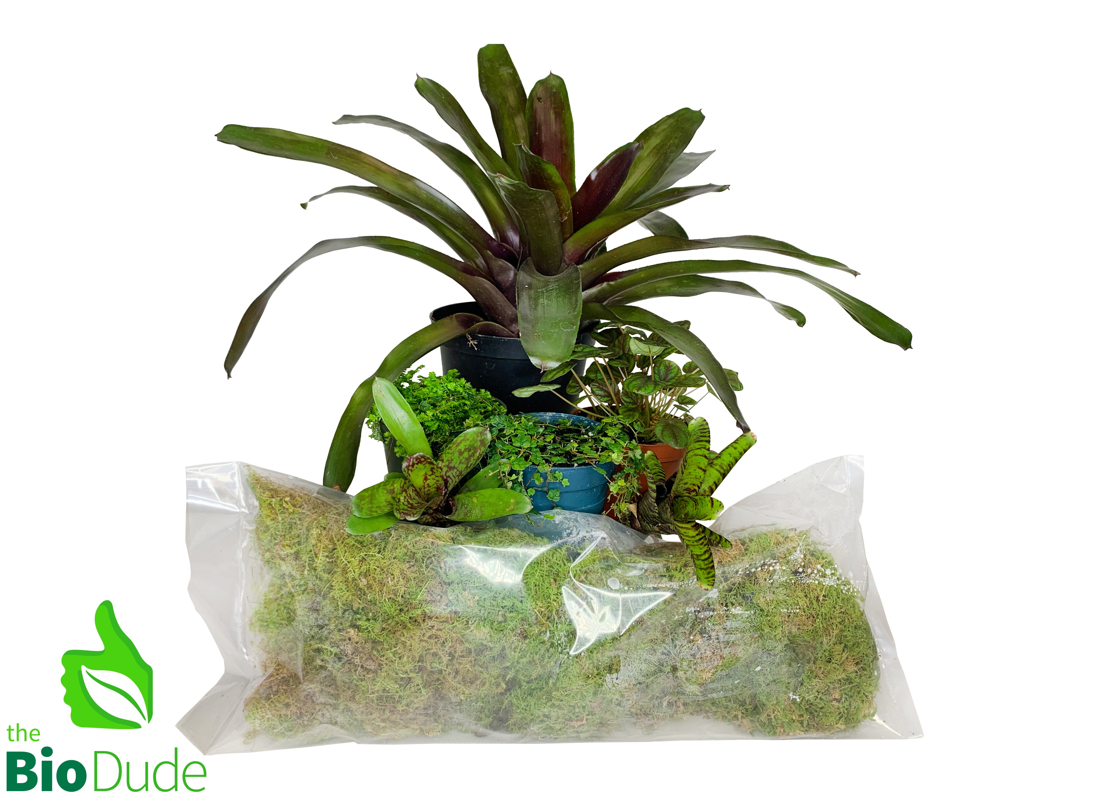 live plants for frog terrarium Poison Dart Frog Plant Pack V2 – The Bio Dude