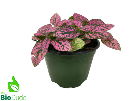 4" Pot Polka Dot Plant - Pink