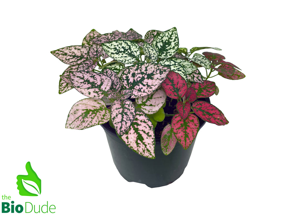 4" Pot Polka Dot Plant - Tricolor