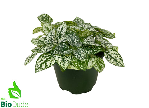 4" Pot Polka Dot Plant - White