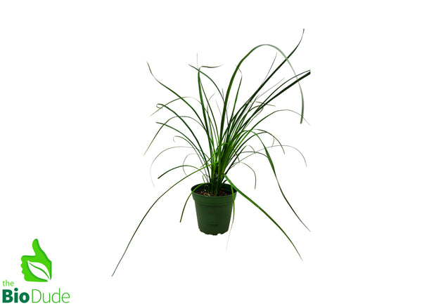 4" Pot Ponytail Palm