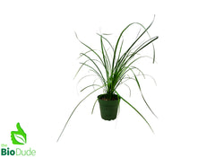 are ponytail palms succulents 4" Pot Ponytail Palm – The Bio Dude