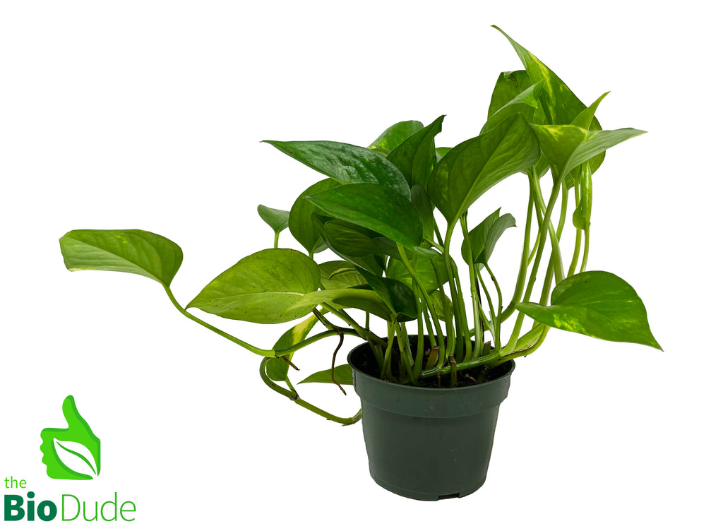 4" Pot Pothos Golden