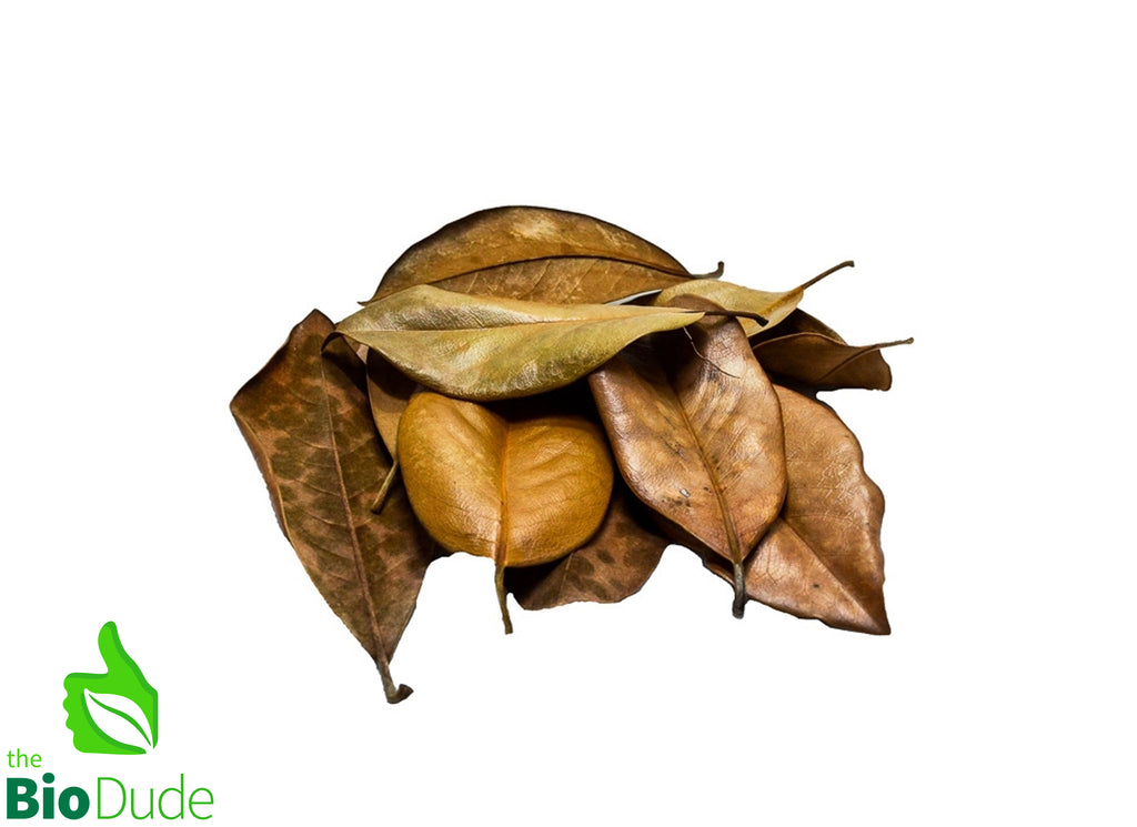 Bio Dude Leaf Litter - Magnolia Leaves