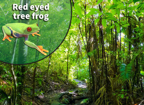 Red-Eyed Tree Frog Bioactive Habitat Terrarium Kit
