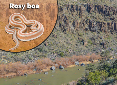 Rosy Boa Snake Bioactive Habitat Terrarium Kit