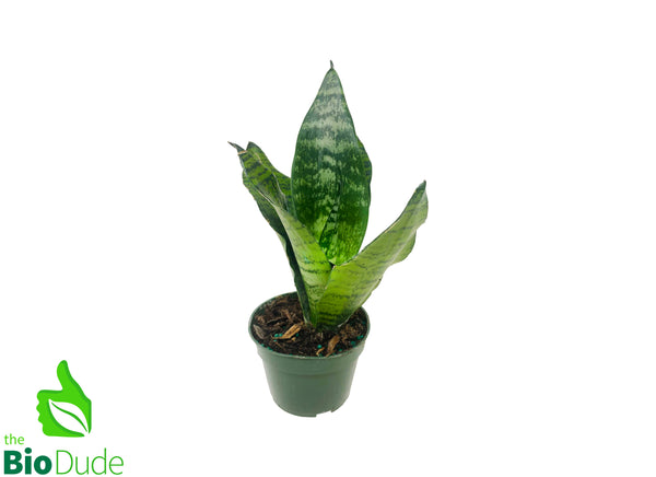 4" Pot Sansevieria Taller Variety