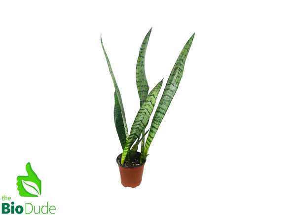 4" Pot Sansevieria Taller Variety