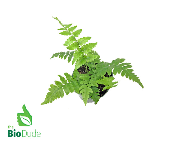 4" Pot Southern Shield Fern