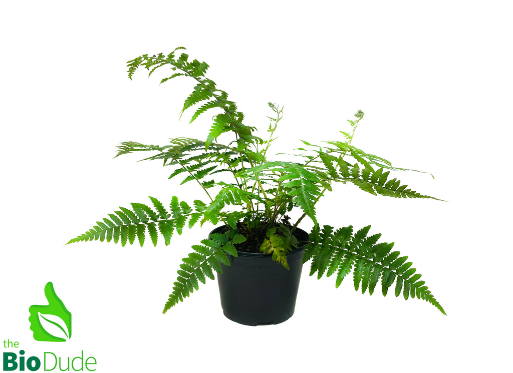 6" Pot Southern Shield Fern