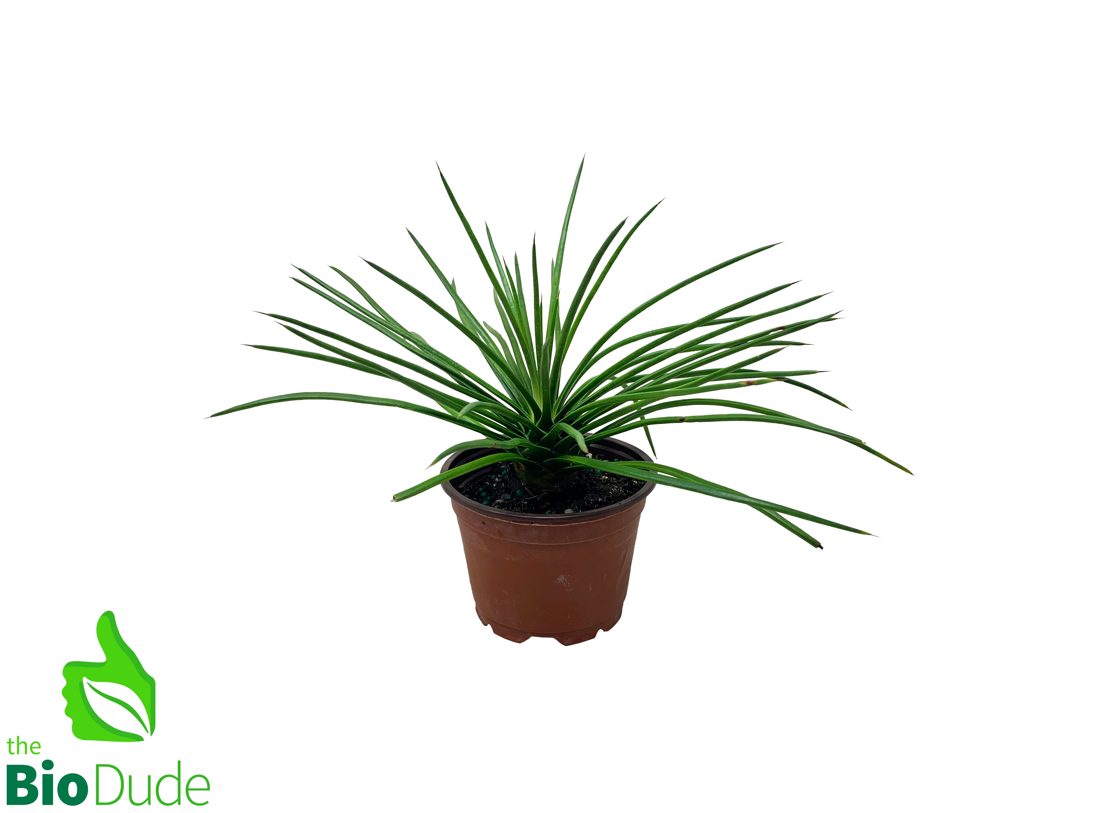 spaghetti plant succulent 4" Pot Spaghetti Agave