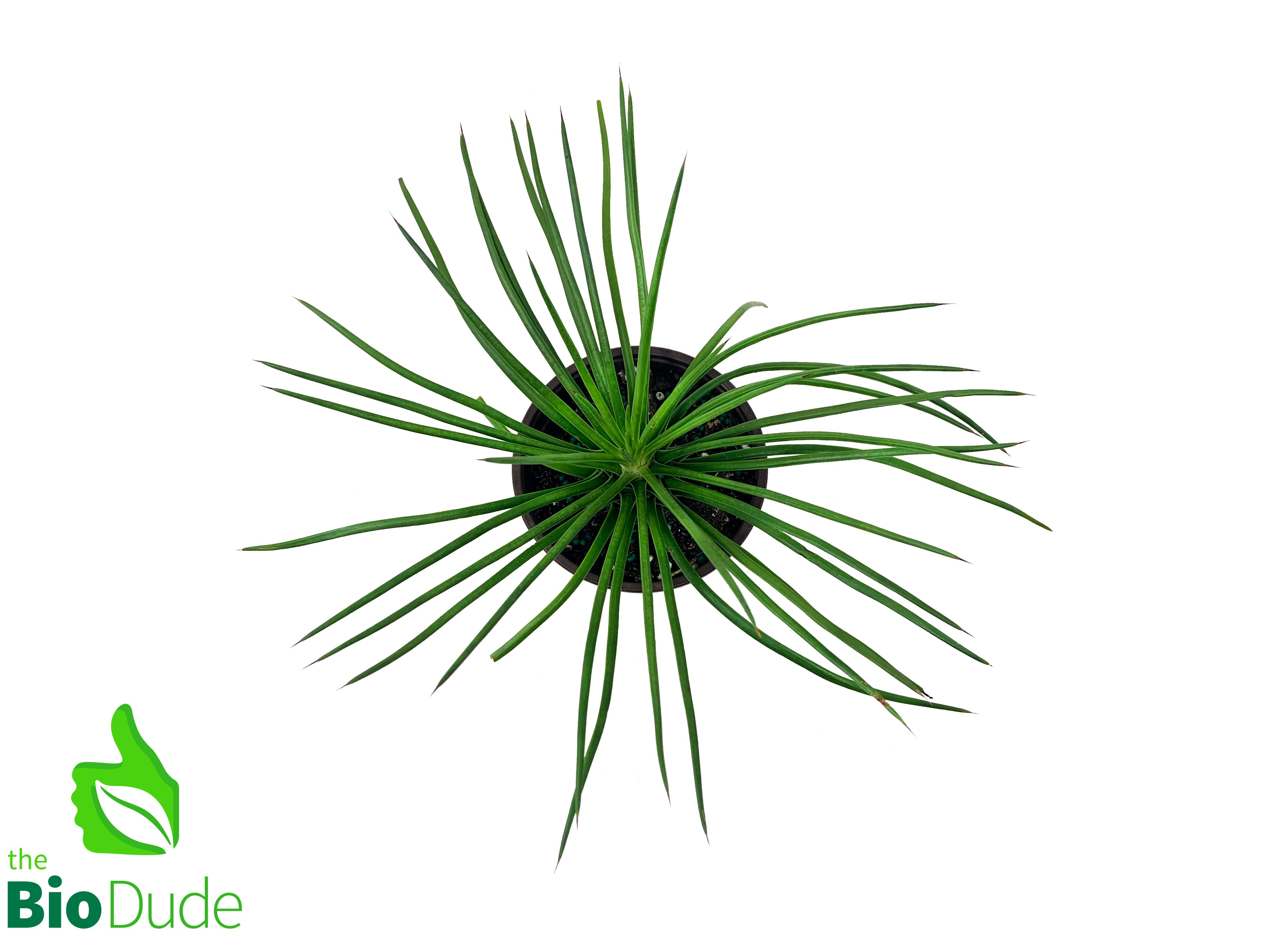 spaghetti plant succulent 4" Pot Spaghetti Agave – The Bio Dude