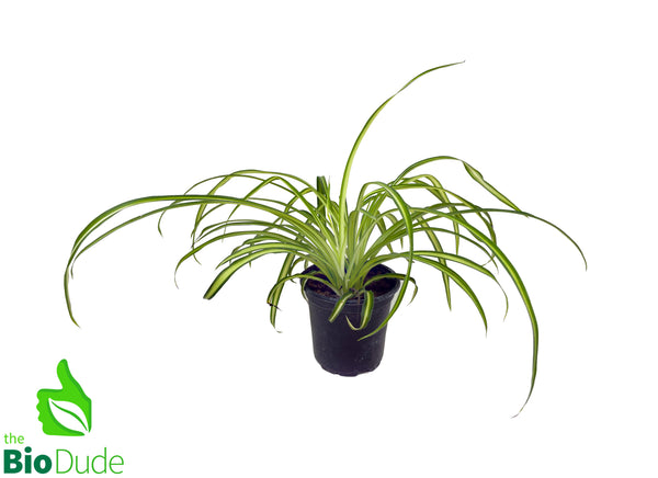4" Pot Spider Plant