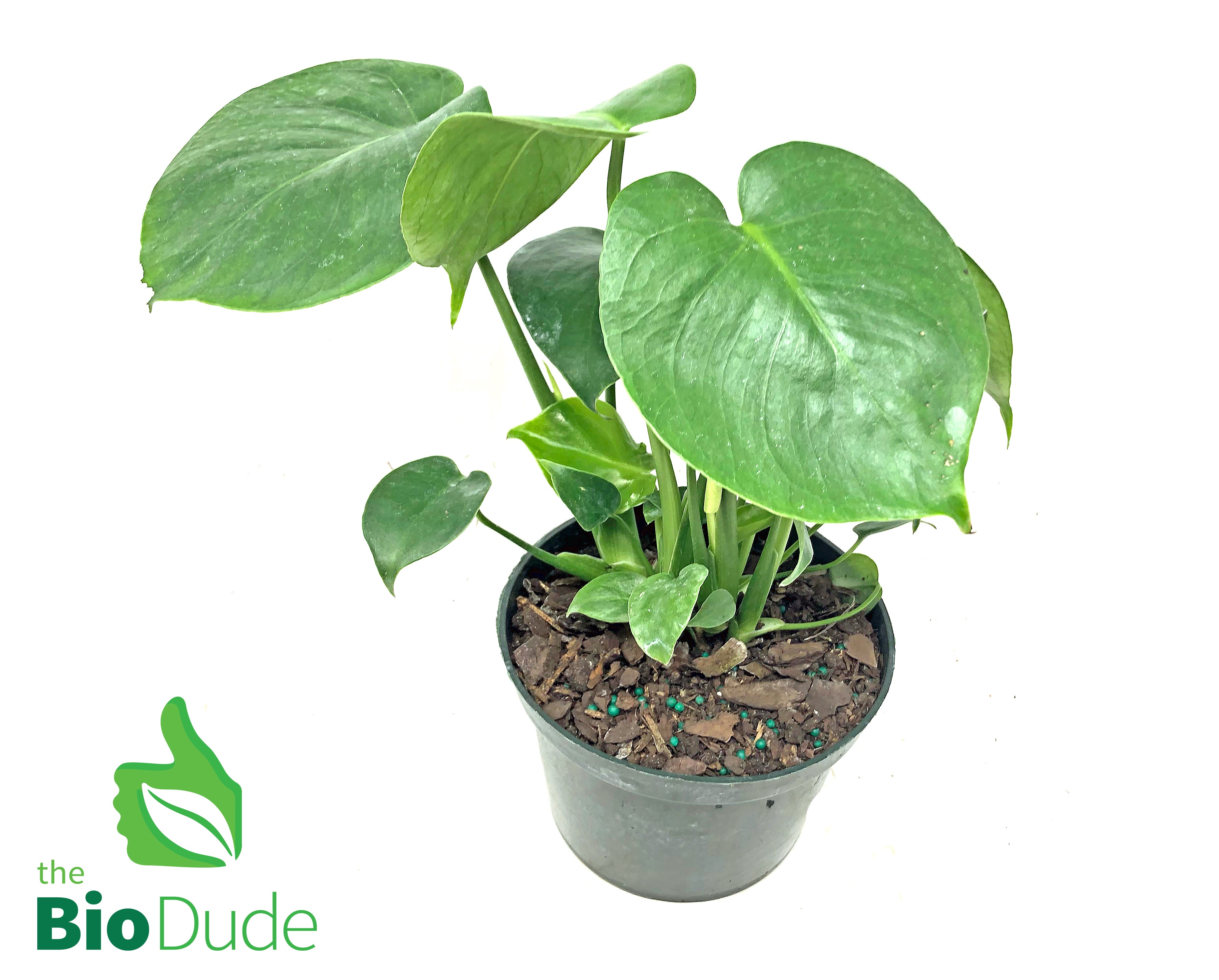 monstera temperature tolerance 6" Pot Monstera – The Bio Dude