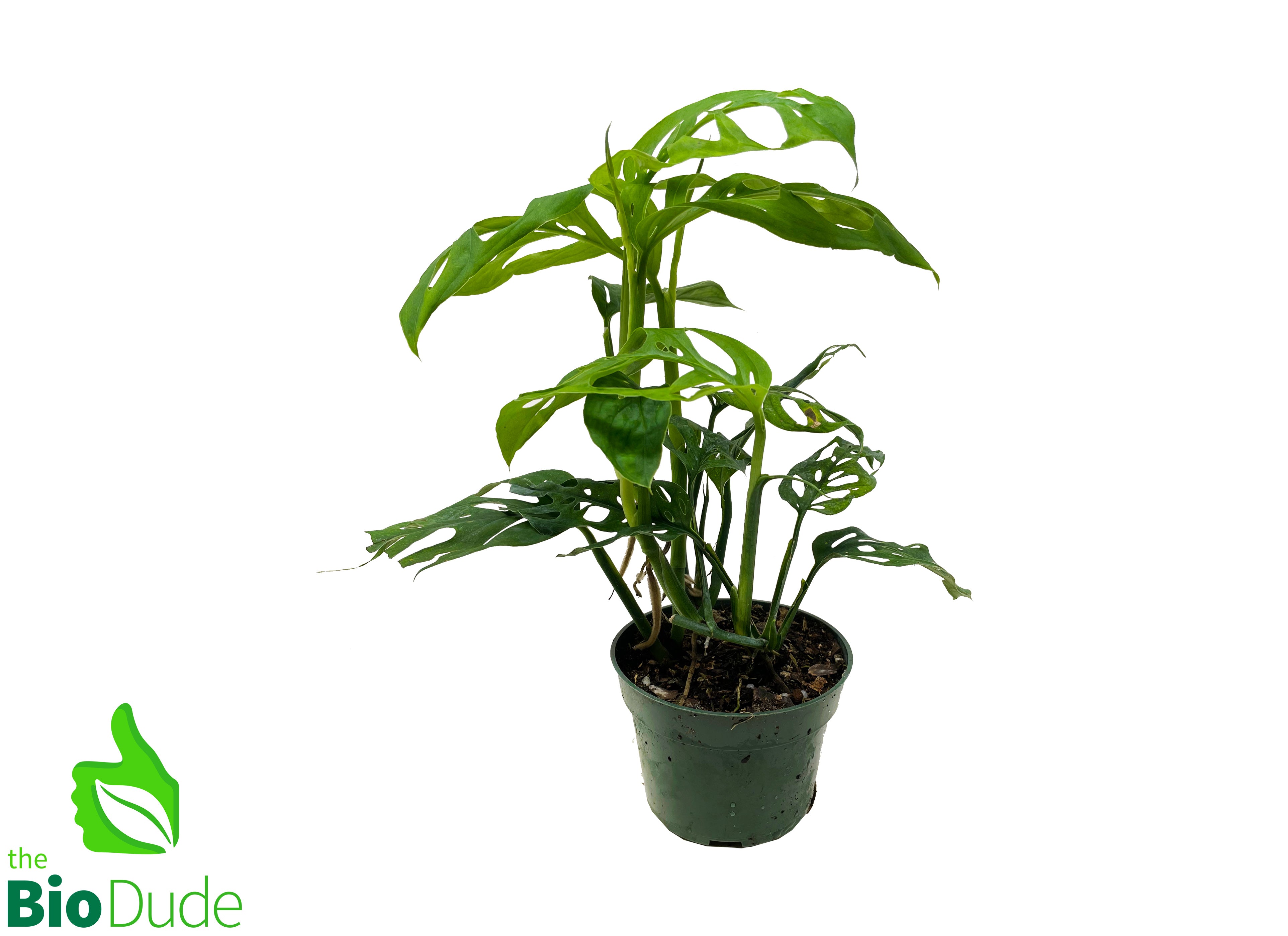 a swiss cheese plant Philodendron Monstera Adansonii aka Swiss Cheese Plant
