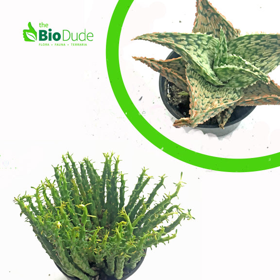 desert plants for terrarium Terra Sahara Basic Plant Kit – The Bio Dude