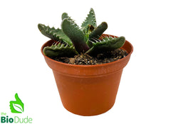 alligator jaw succulent 3" Pot Succulent Tiger Jaw – The Bio Dude